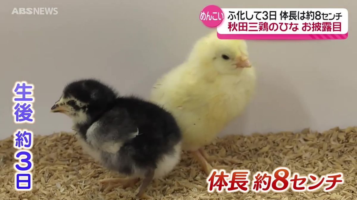 生まれて3日 約8センチのひなもお披露目！「秋田三鶏」をふ化させる取り組み　秋田・大館市