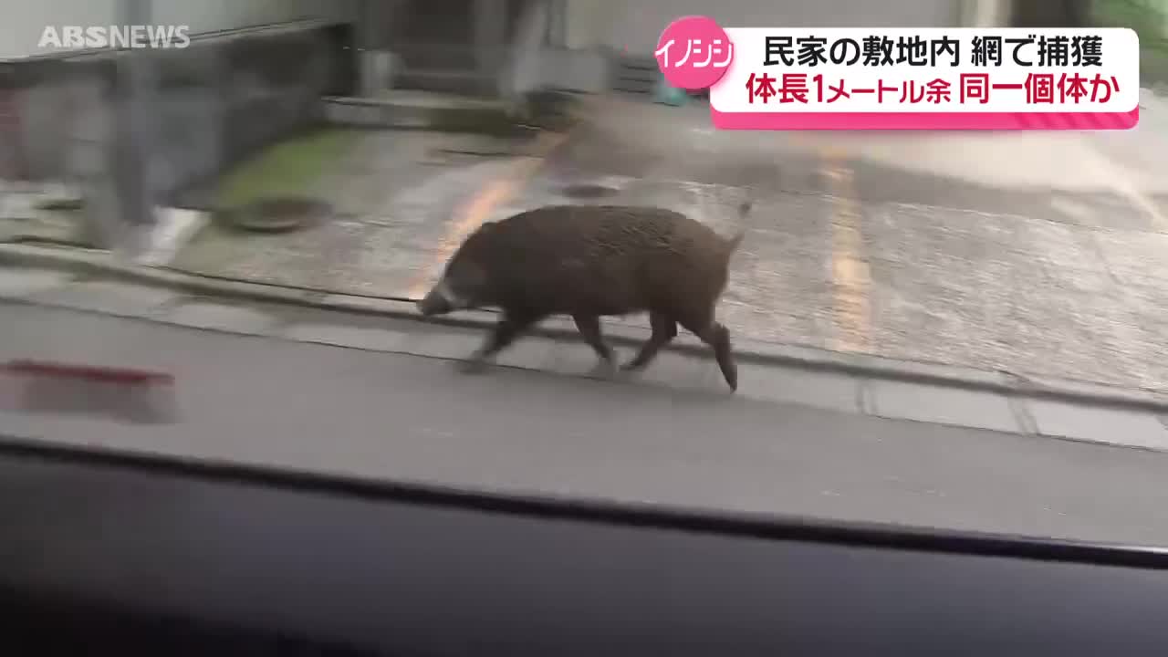 イノシシ 民家敷地内でイノシシ捕獲 目撃相次いでいたイノシシと同個体の可能性