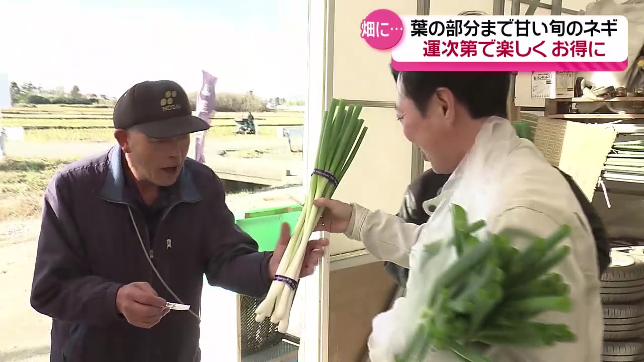 SNSで話題「ネギガチャ」って！？お得かどうかは運次第…収穫最盛期の
