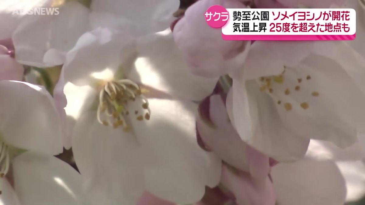 勢至公園のソメイヨシノが開花　5地点で今年初の夏日に