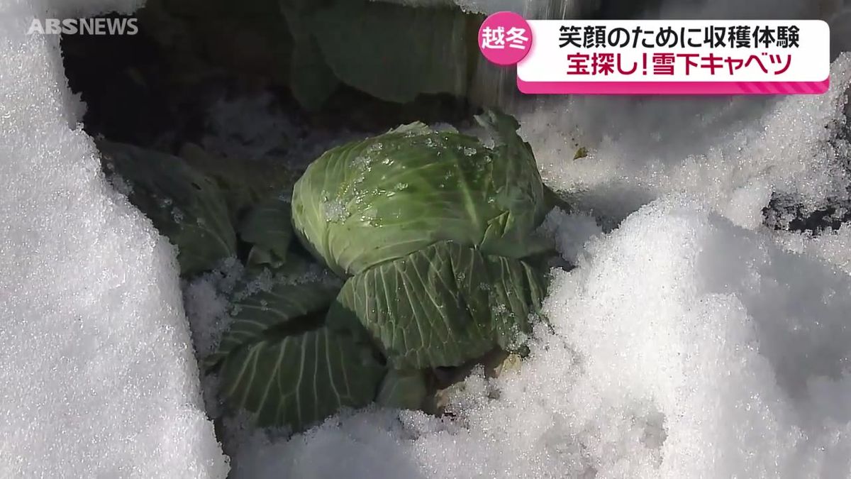 雪の下であま～く育ったあの野菜！子どもたちのために…栽培続ける男性の思い　秋田・由利本荘市