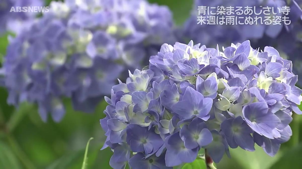 アジサイの名所・男鹿市の雲昌寺　猛暑を乗り越え見ごろに