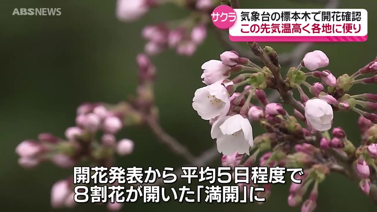 秋田地方気象台が秋田市のソメイヨシノの開花を発表　今後1週間は気温が高い日もあり開花が進みそう