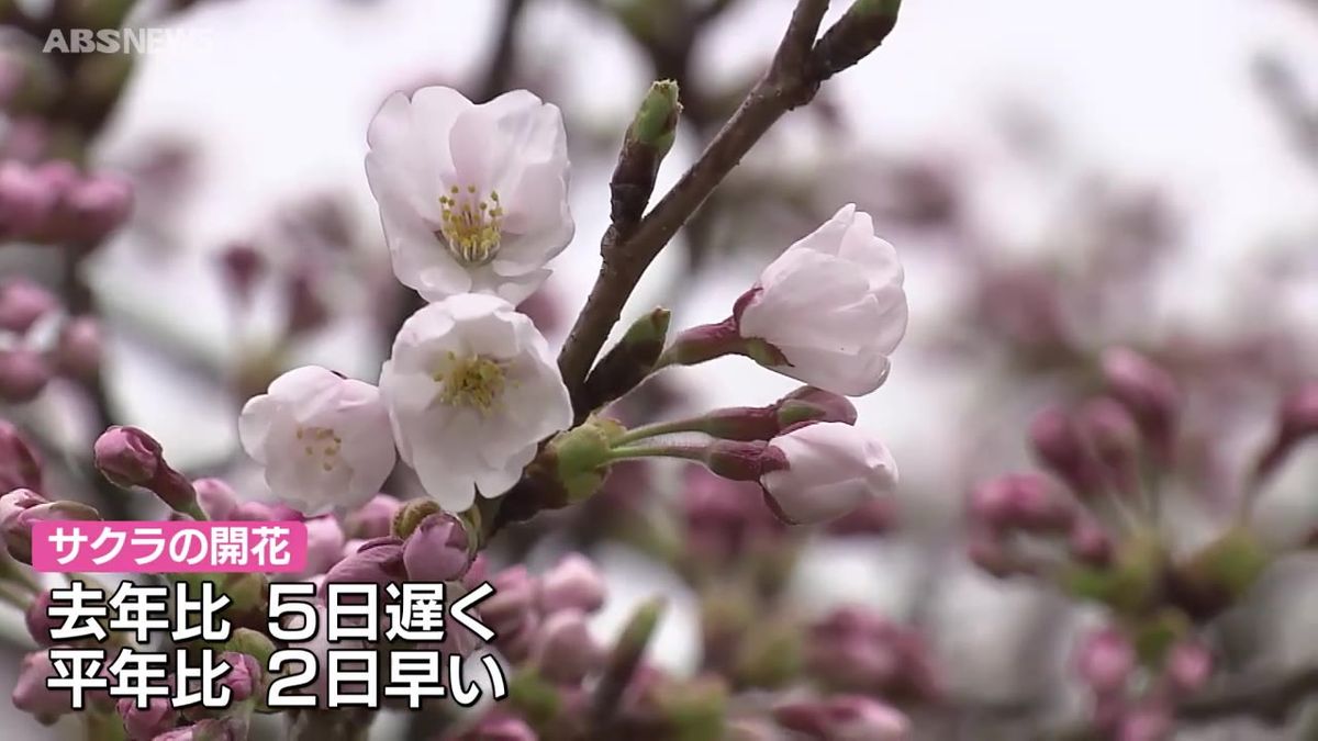 秋田地方気象台が秋田市のソメイヨシノの開花を発表　去年と比べて5日遅く平年と比べて2日早い開花