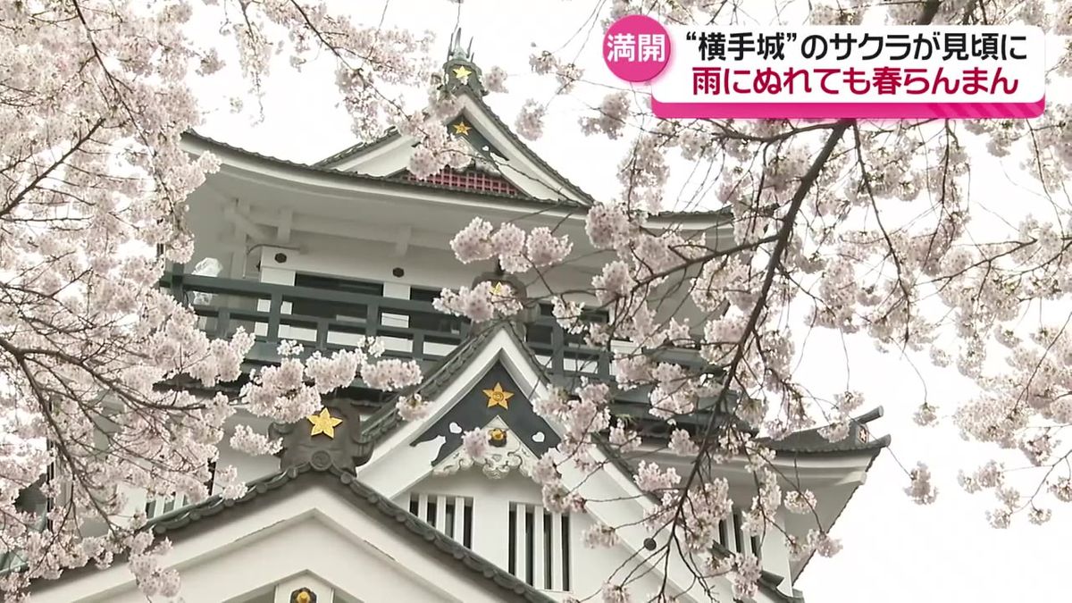 秋田県南部のサクラの名所も見ごろに　あいにくの空模様も…満開のサクラが咲き誇る　横手市