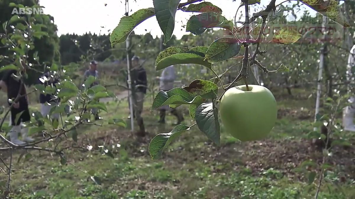 「徹底的に食べられてしまっている」　リンゴ園でクマの被害調査