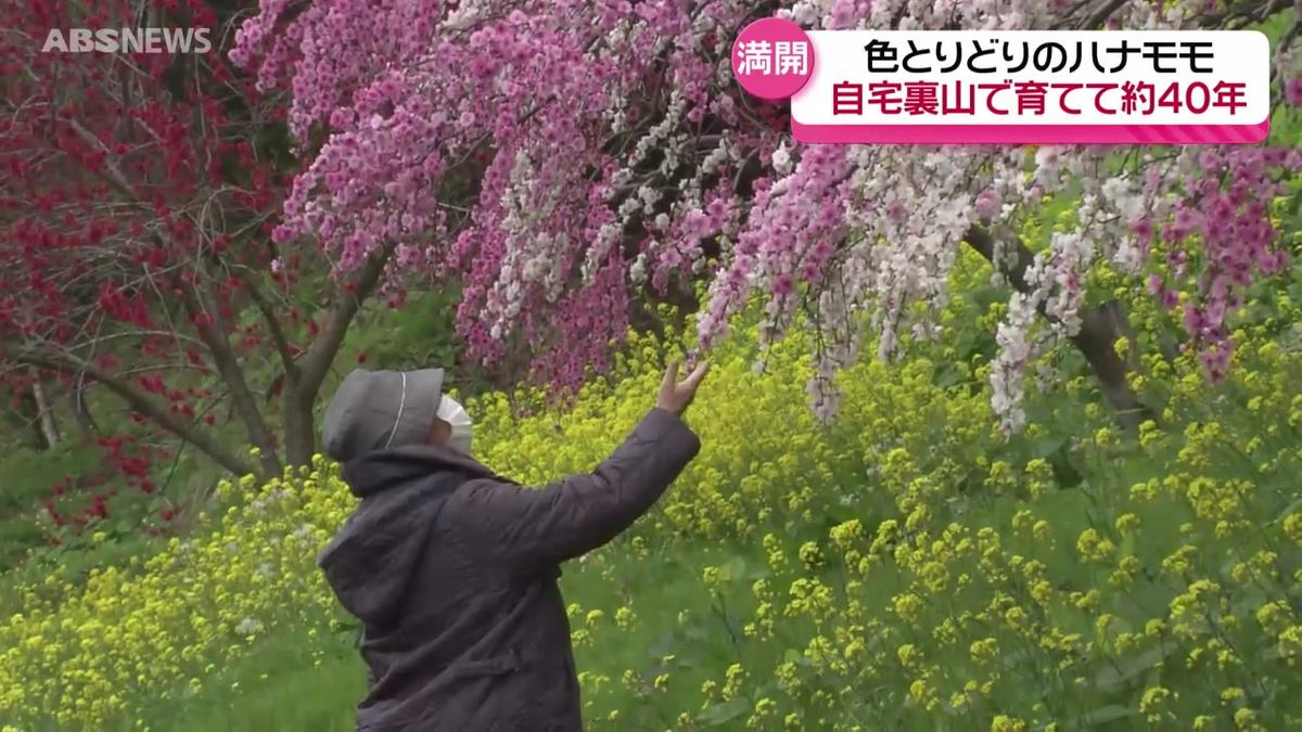 由利本荘市の山間で咲き誇るハナモモ　満開に