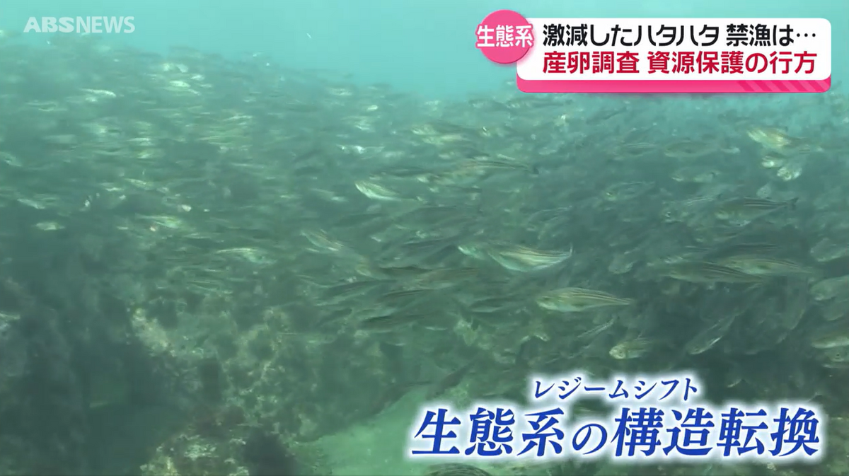 【特集】過去最少の漁獲量 県魚ハタハタの未来は?模索が続く資源保護 専門家や県の調査を取材