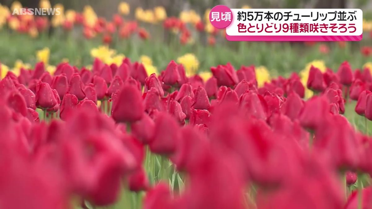 約5万本のチューリップが咲くブルーメッセあきた 今が見頃