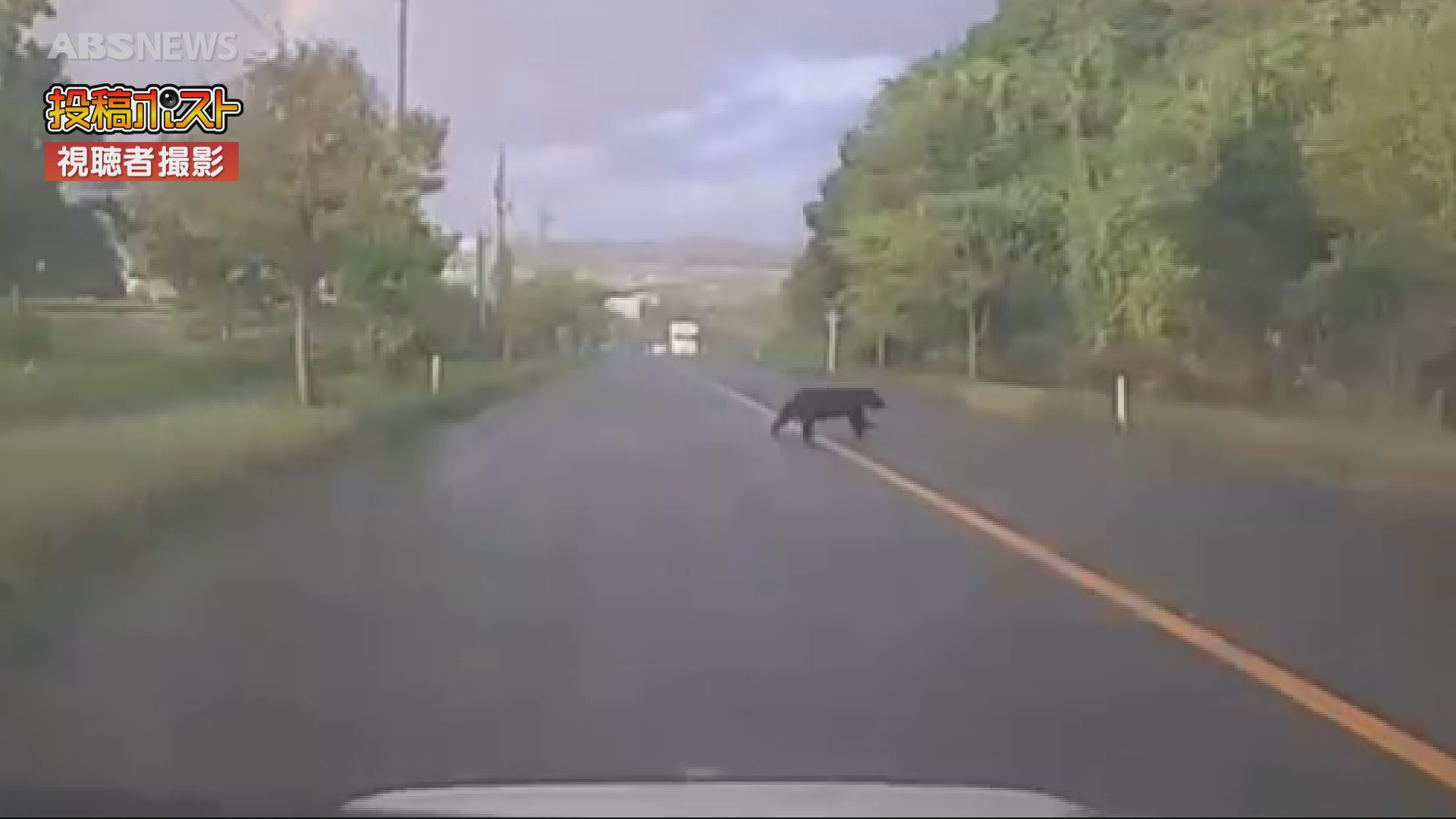 視聴者投稿】走行中の車の前をクマが…「大きい！」恐怖を感じる大きさ