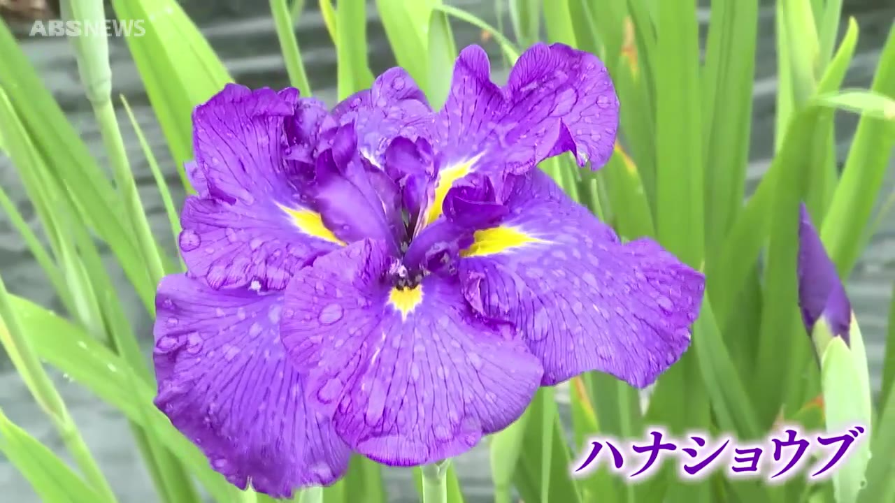 80種3万株 今が見ごろ 浅舞公園のハナショウブ（2024年6月25日掲載