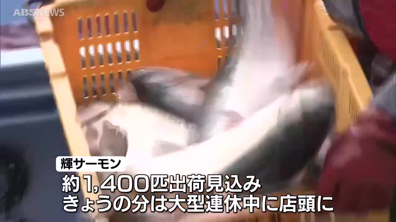 岩館漁港で今季初の養殖サーモンの水揚げ 脂がのり型も良く育つ 大型