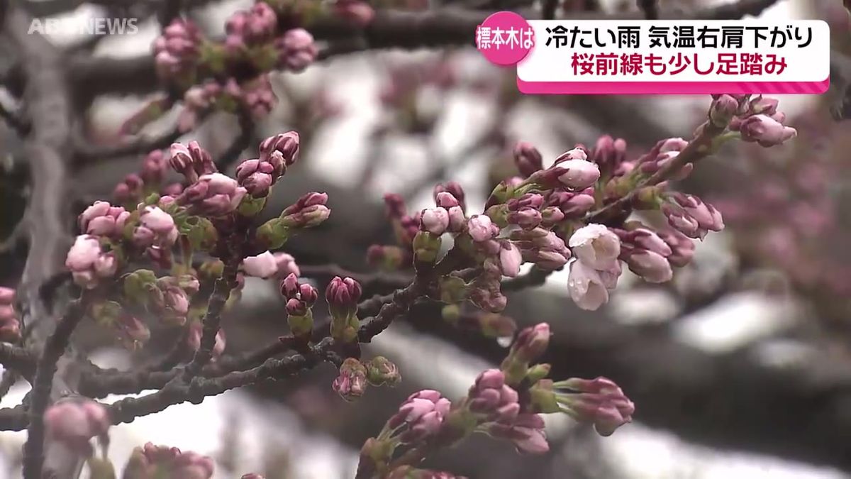 9日は陽気が一転　桜前線も足踏み