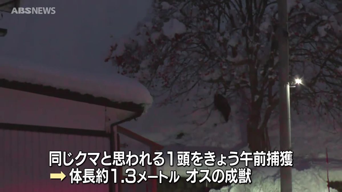 横手市の“居座り”クマか　22日に捕獲