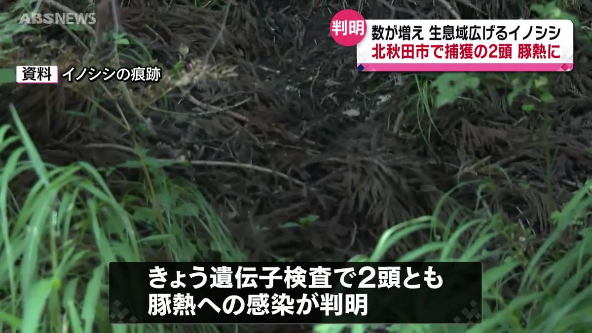 北秋田市で捕獲された野生イノシシ2頭が豚熱に感染