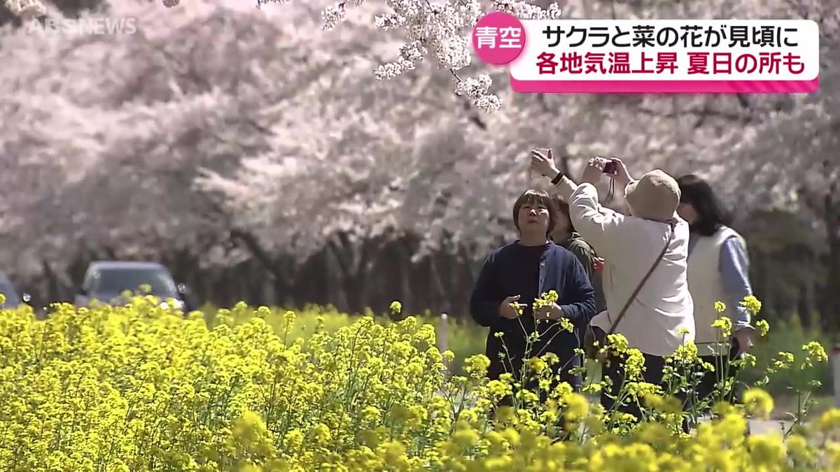 いまが見頃！サクラと菜の花の共演　気持ちのいい青空のもとピンクと黄色の絶景が広がる　秋田・大潟村