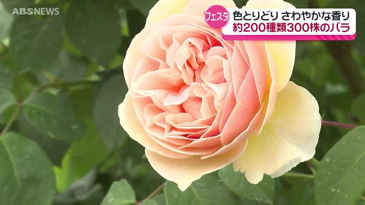 県立農業科学館でバラが見頃　多くの人が可憐な花とさわやかな香りを楽しむ　秋田・大仙市