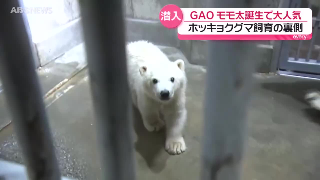 特集】モモ太の誕生で連日にぎわうGAO ホッキョクグマの飼育の舞台裏に