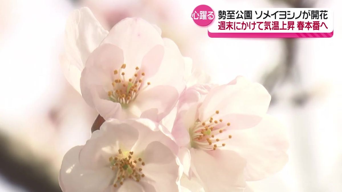 にかほ市からうれしい便り　勢至公園のソメイヨシノの開花を発表　平年より3日早い開花