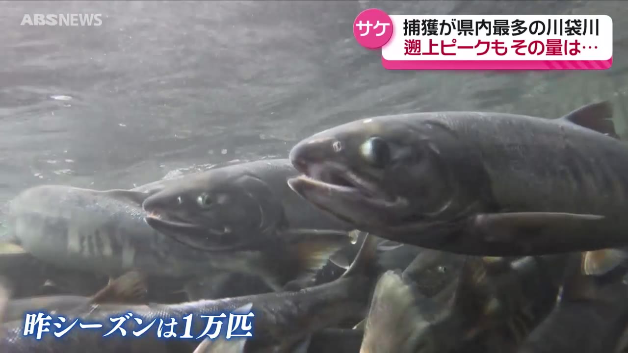 漁獲量減少も…サケの遡上がピーク 子どもたちに自然を大切にする気持ち