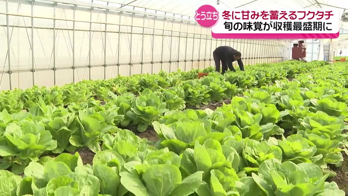 冬に蓄えた甘さたっぷり！春を告げる野菜「フクタチ」の収穫盛ん　出来栄えは上々　羽後町