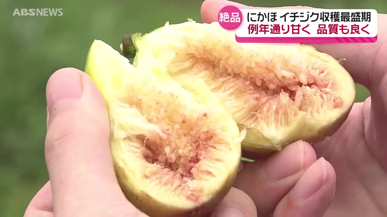 いまが収穫最盛期 にかほ市大竹地区のイチジク 今年も品質の良い