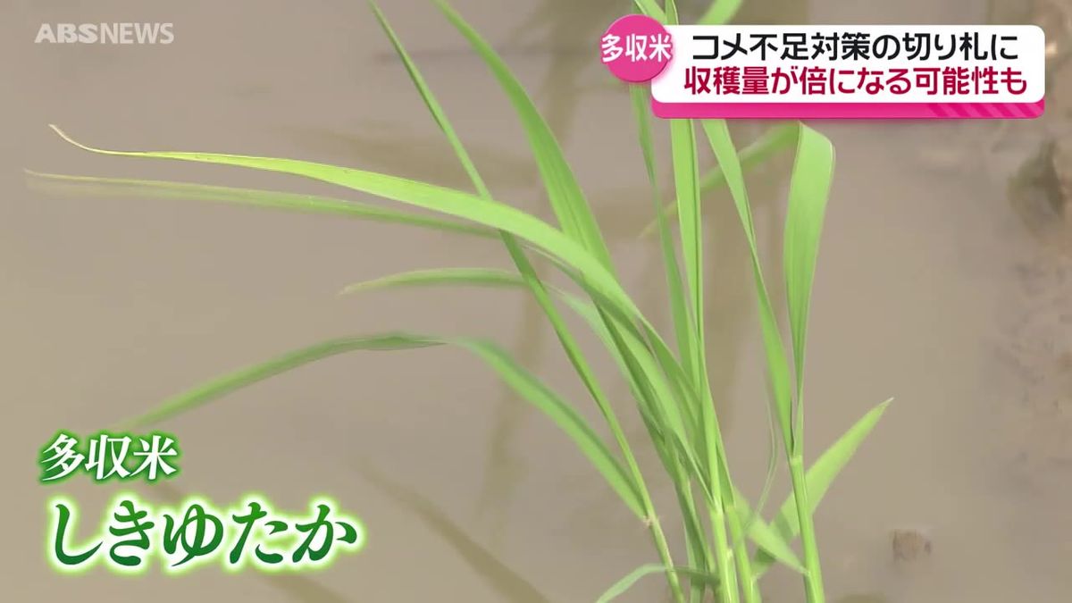 【特集】コメ不足に立ち向かう農家　切り札となるのは「多収米」将来的には自動化も