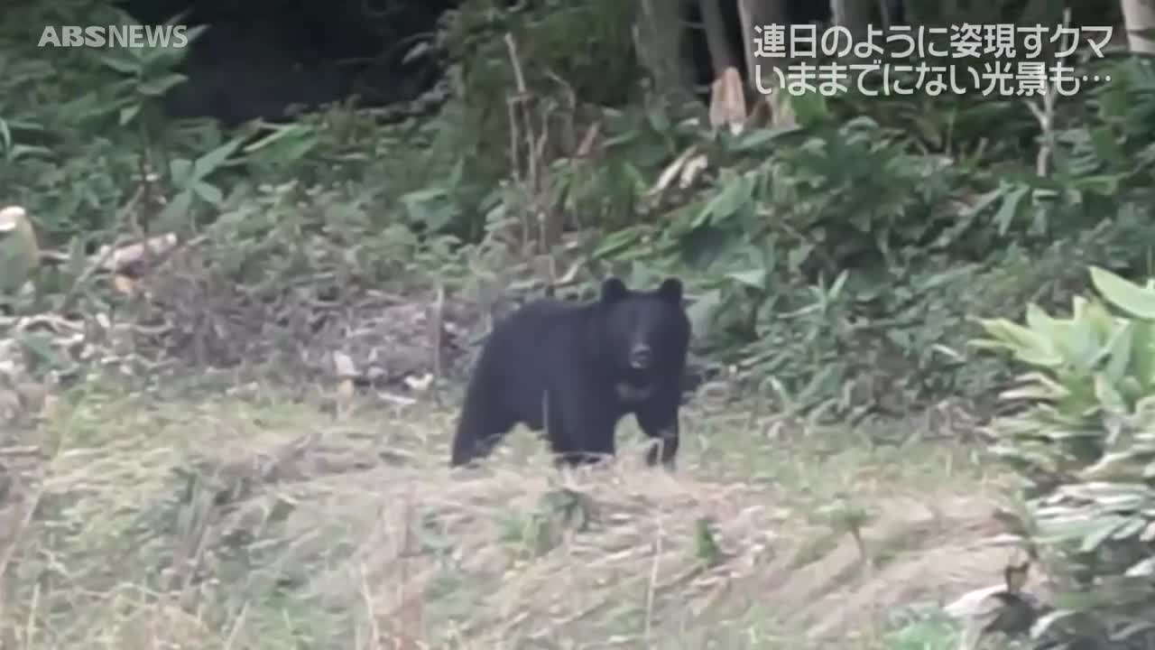 特集】人里に押し寄せるクマ 学習能力と人里依存 今後クマの行動が