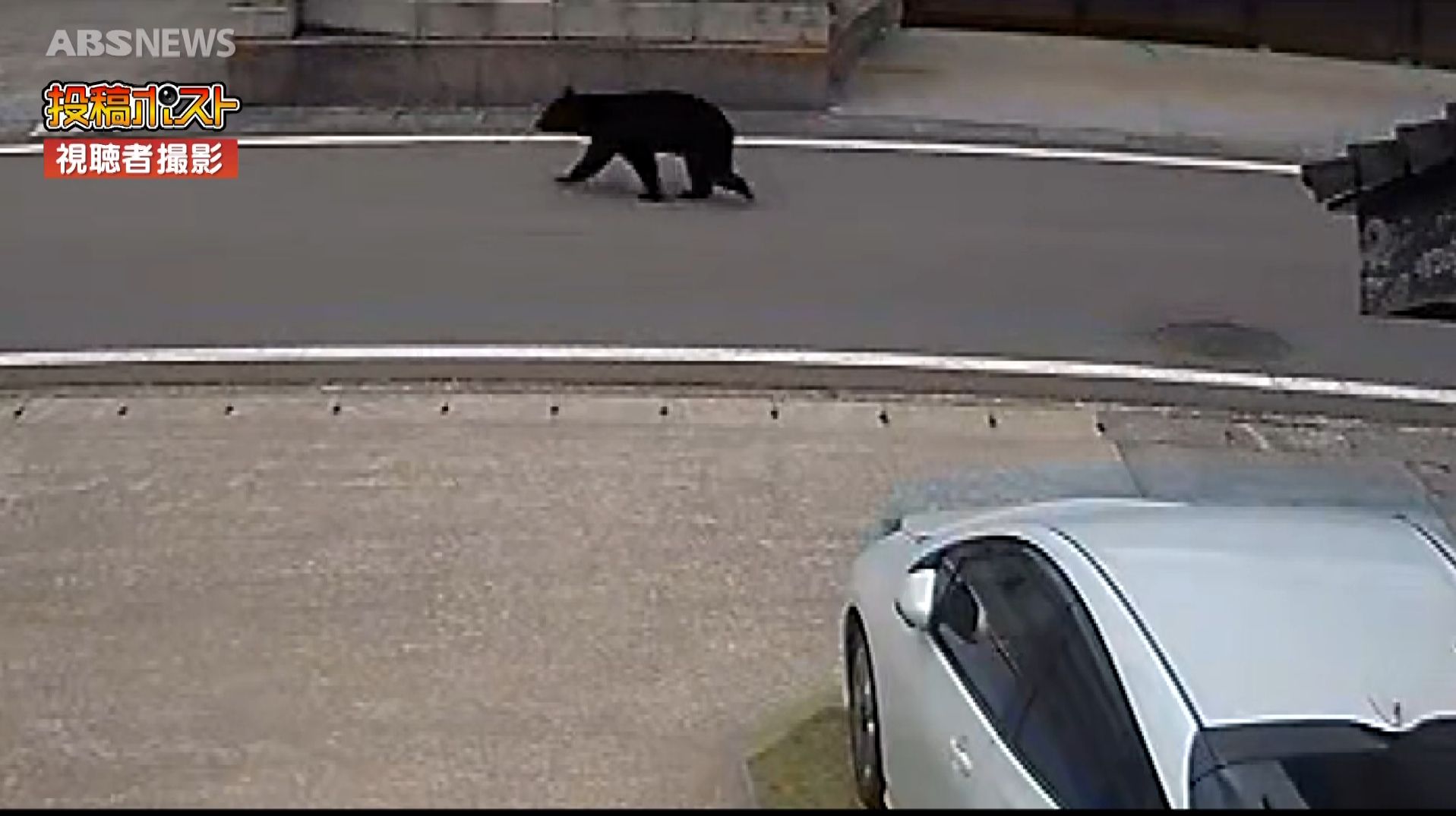 視聴者提供】住宅の防犯カメラに映るクマ…堂々と道路を横断する姿 29日