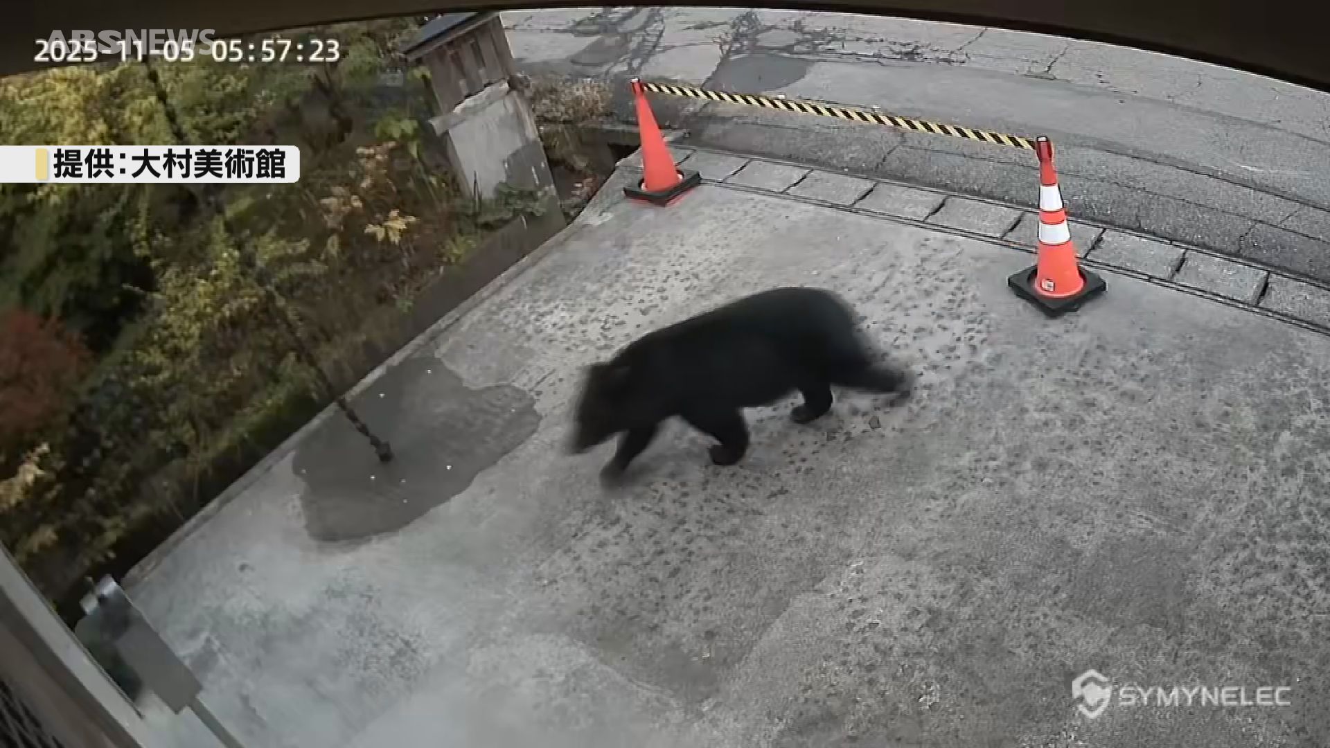 撮影者提供】仙北市角館町の美術館敷地内にクマ 歩く姿が防犯カメラに