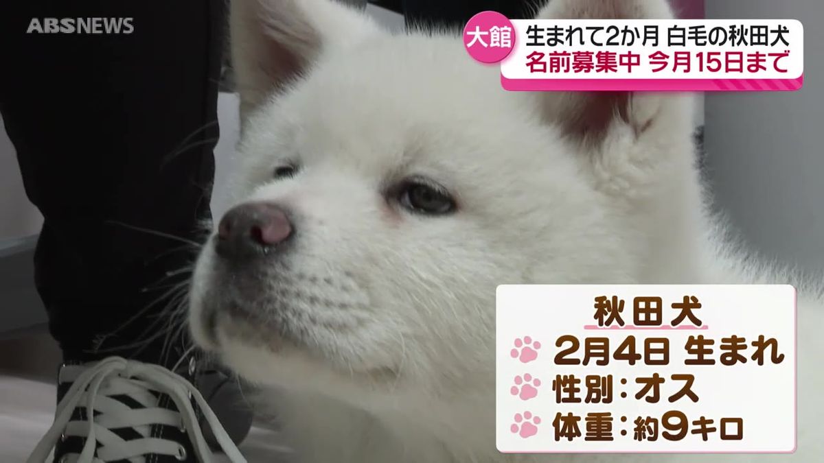 看板犬として飼育　生まれて2か月の秋田犬の名前募集中