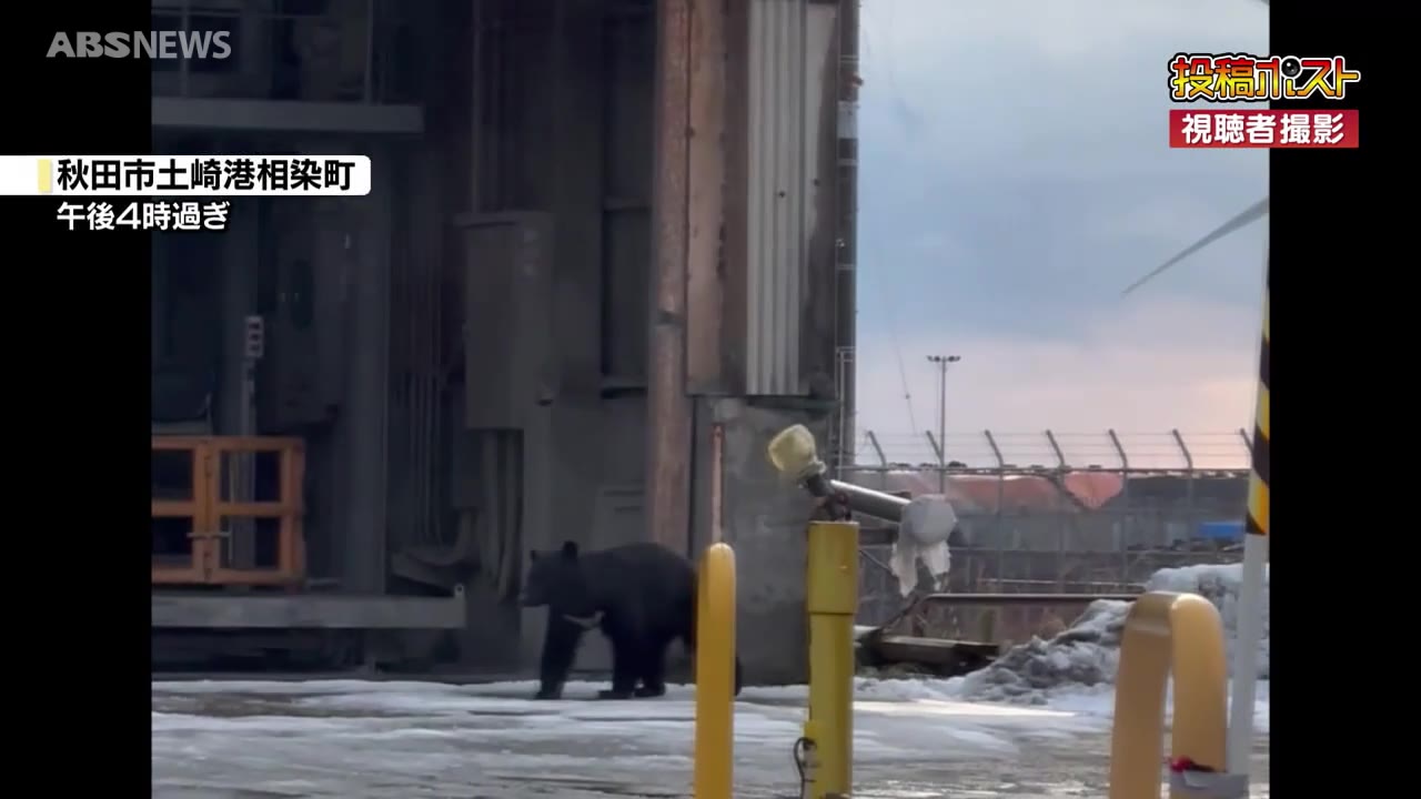 秋田市で相次ぐクマの目撃 雪の中走る姿も（2025年1月12日掲載）｜ABS