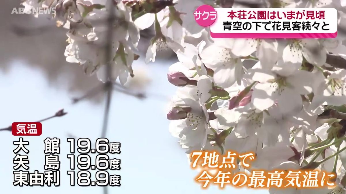 秋田県内　サクラの便り続々と…青空のもと花見でにぎわう　由利本荘市はいまが見頃！