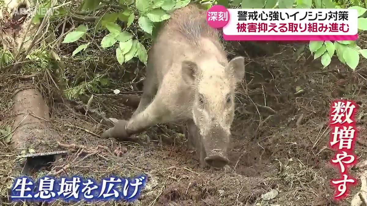 【特集】農業被害相次ぐイノシシ…「嗅覚は人間の1億倍から4億倍」有効な対策は？