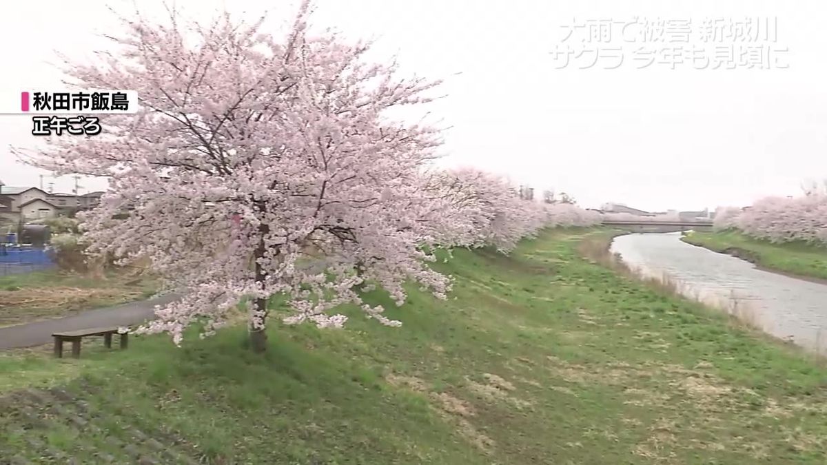 大雨被害の新城川の桜　ことしも咲きそろう