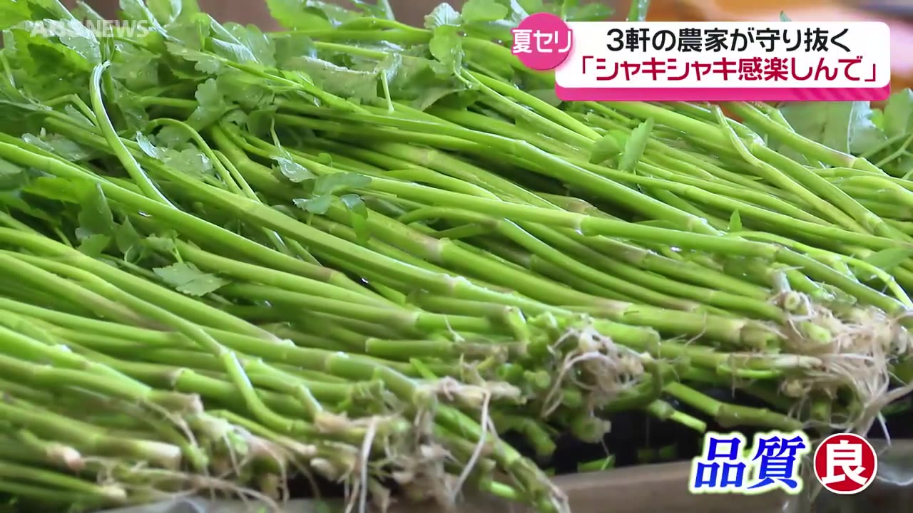 北秋田市綴子の特産「夏セリ」収穫の最盛期に（2024年7月16日掲載