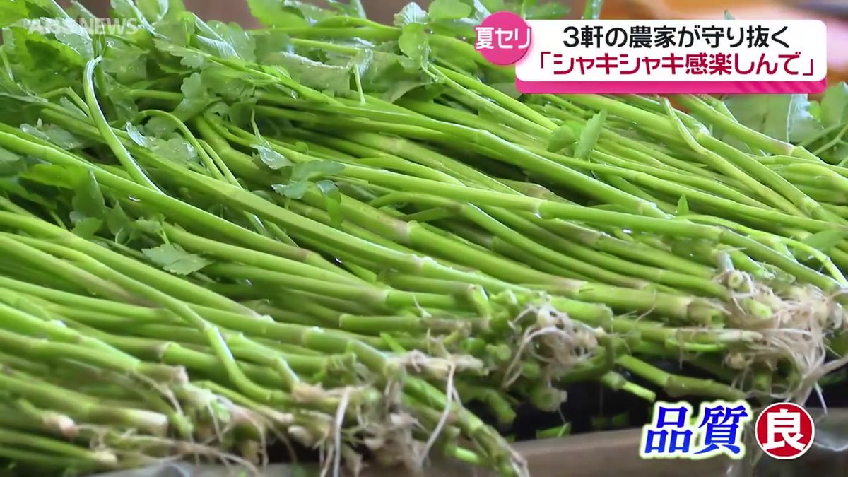 北秋田市綴子の特産「夏セリ」収穫の最盛期に