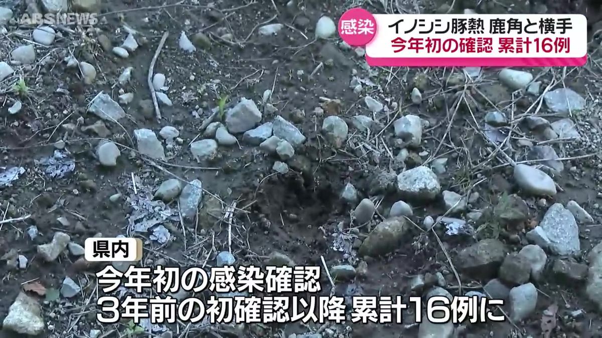 捕獲された野生のイノシシが豚熱に感染　鹿角市と横手市　秋田県内で今年初の確認　累計では16例