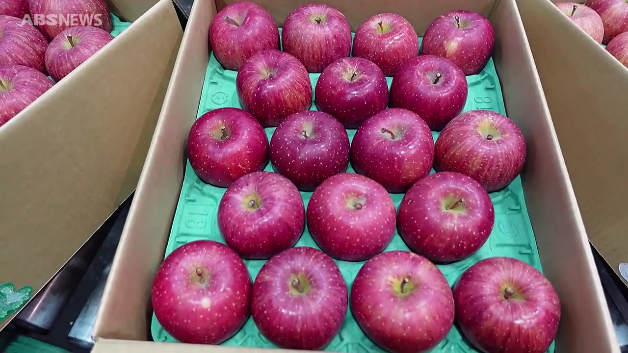 大阪で横手のリンゴ初競り 1箱30万円の高値で取り引き（2024年11月16日