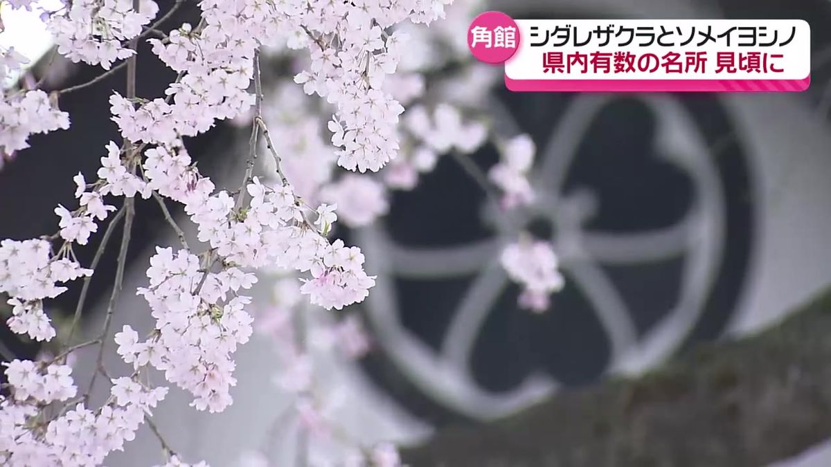 シダレザクラとソメイヨシノが同時に咲き誇る　秋田県内有数の名所・仙北市角館町をリポート！見頃はいつまで？