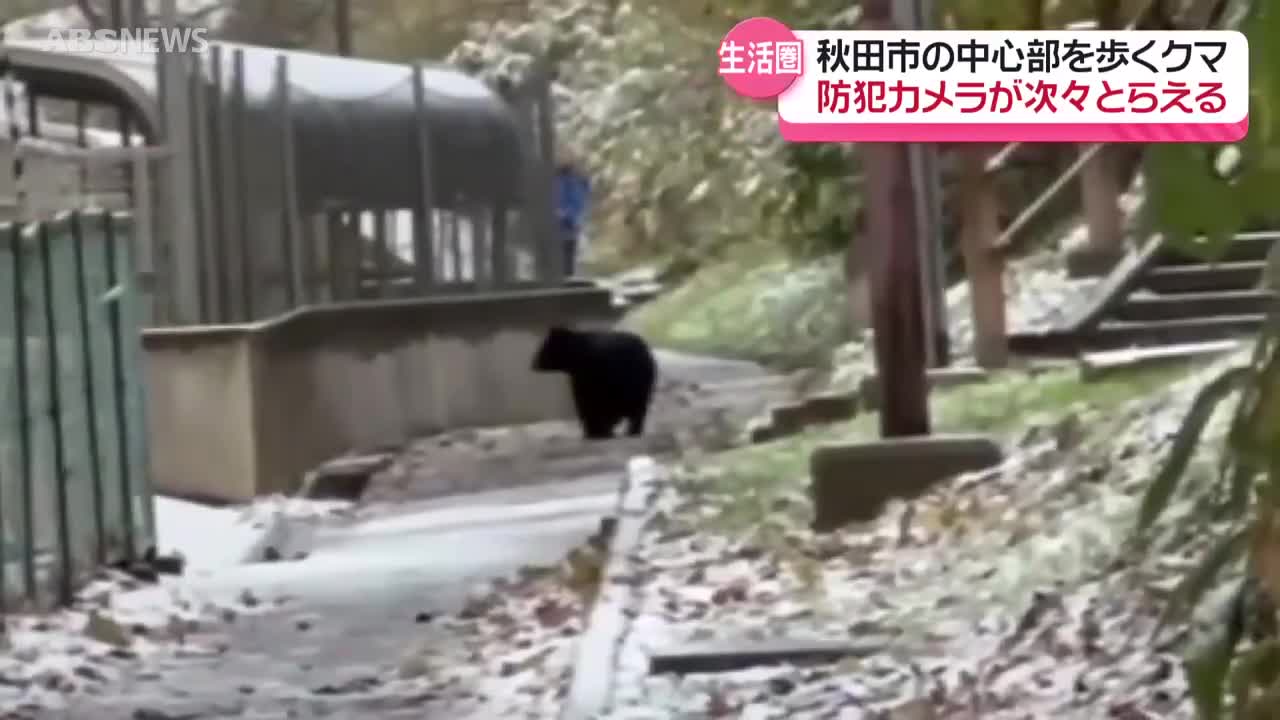 雪が降ってもクマの出没続く 秋田市中心部の大町や保戸野地区で目撃が