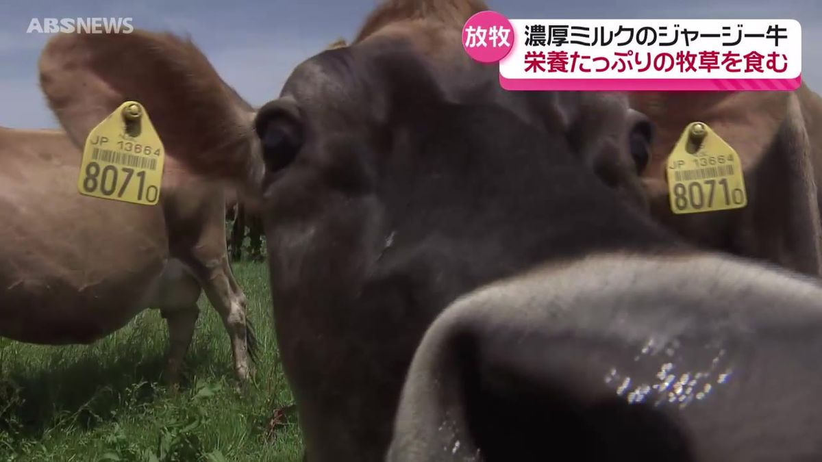 約半年ぶりに広い牧草地へ！にかほ市の高原でジャージー牛の放牧始まる「ウシたちもうれしそう」秋田
