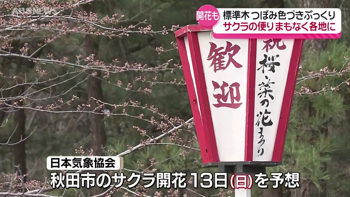 サクラ前線北上中！秋田県内はどこまで？開花はいつ？春の陽気となった由利本荘市をリポート