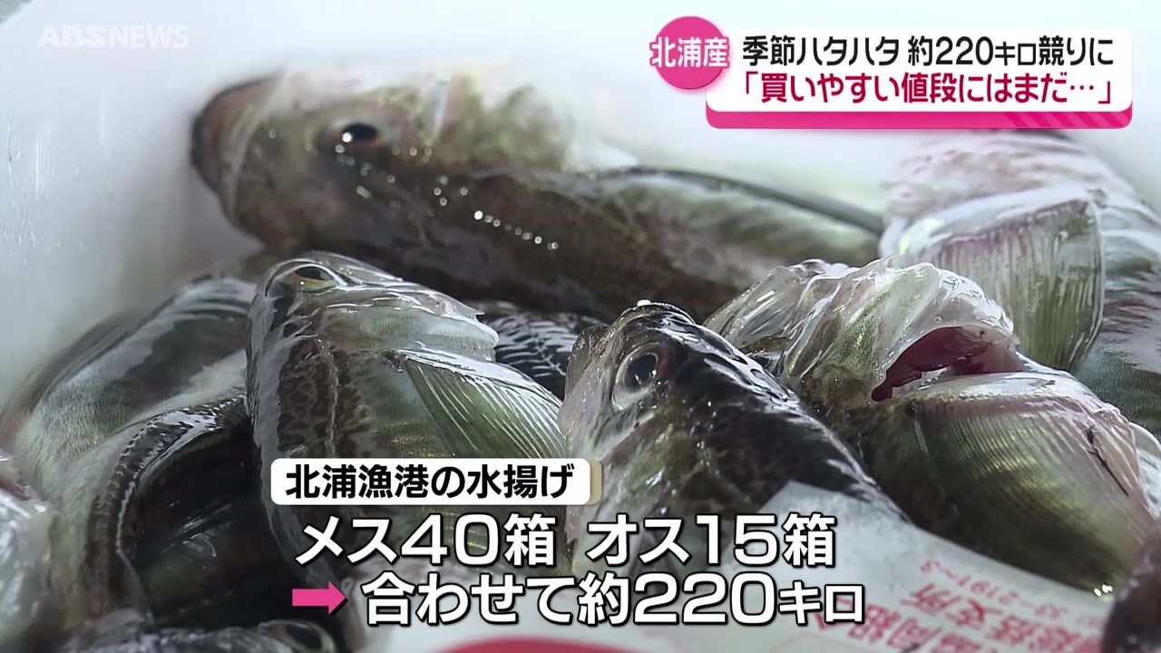 季節ハタハタ ついにまとまった量の水揚げ！男鹿市の北浦漁港 約