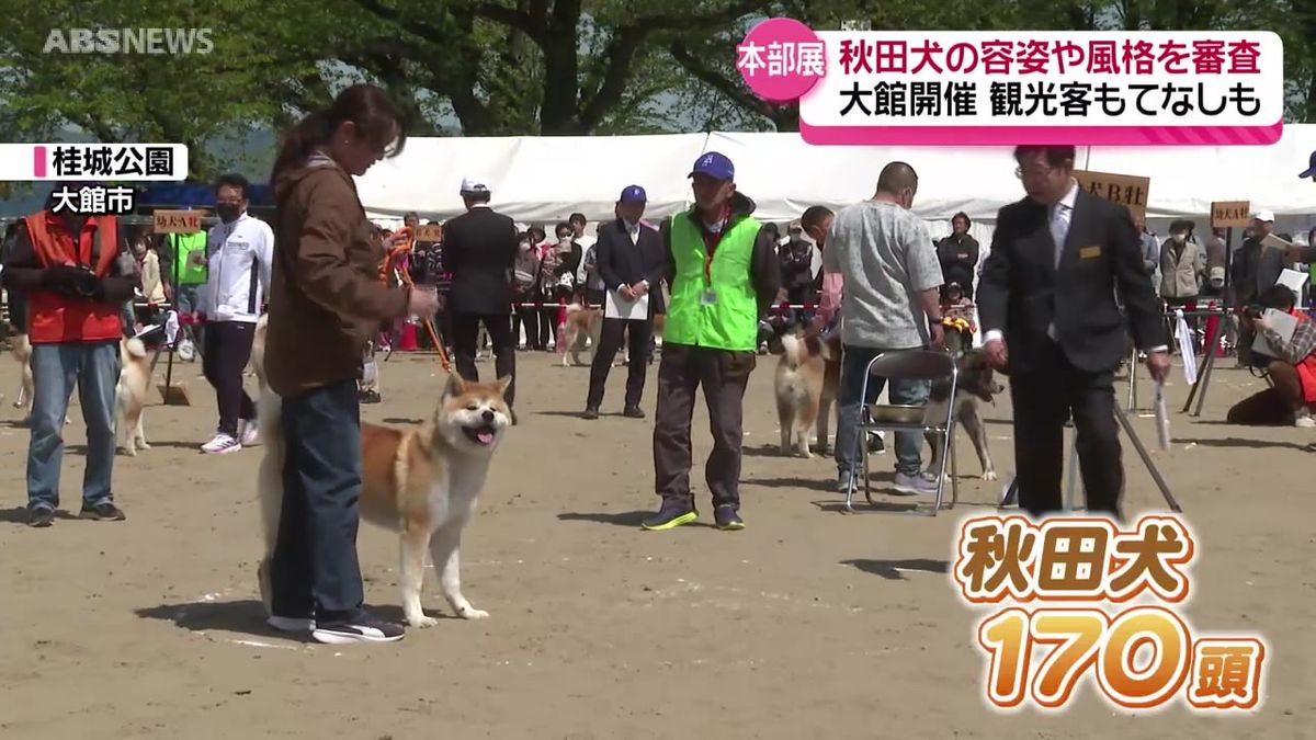 毛並みの美しさなどを審査　秋田犬本部展