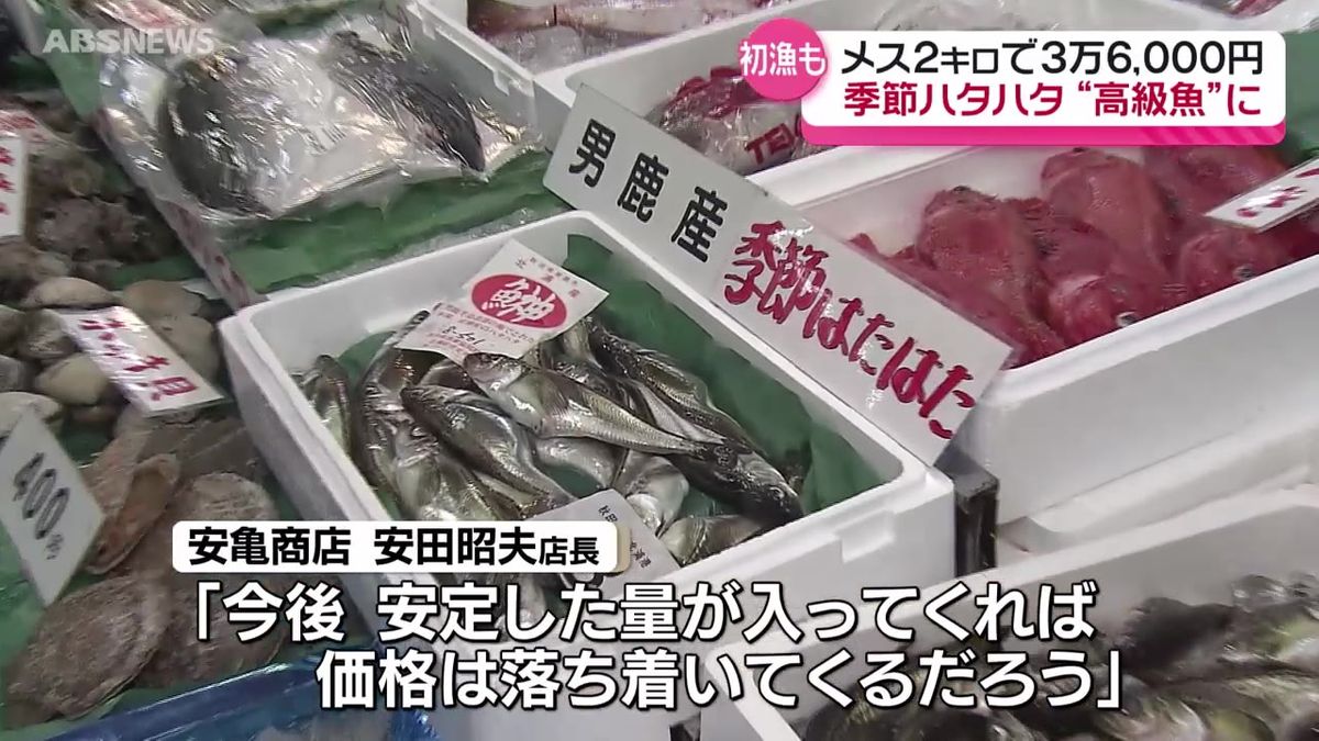 季節ハタハタ　18匹約2キロで3万6000円！これまでで最高の値段に　水揚げは無し…漁師「よいんでね かもしれね」