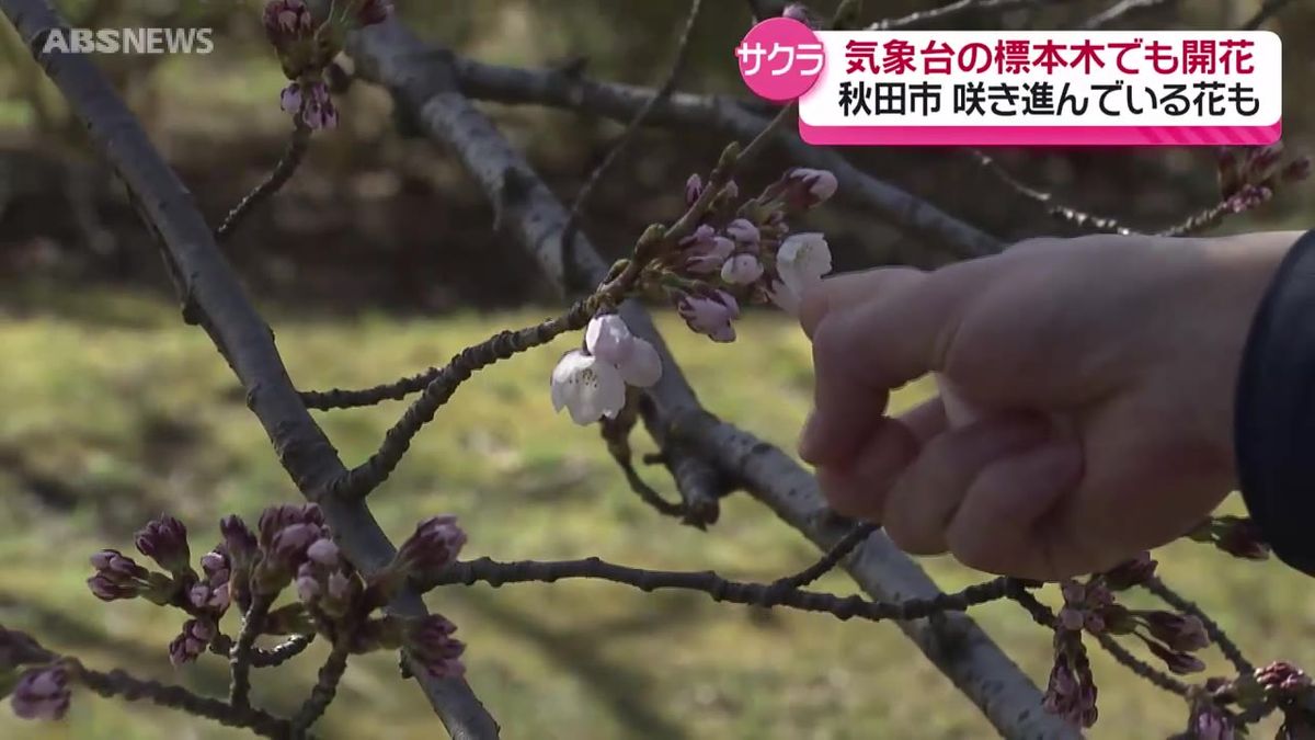 秋田市のサクラが開花　気象台が発表　平年より7日早く