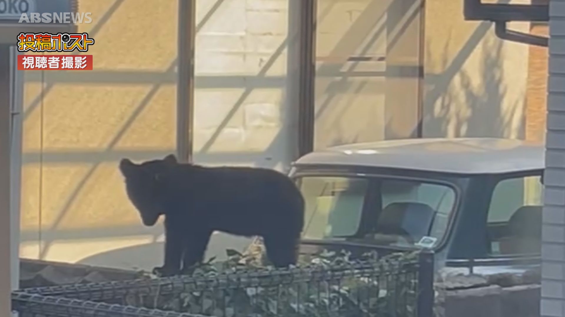 視聴者投稿】秋田市泉の住宅街にクマ 民家のフェンスを乗り越える姿が