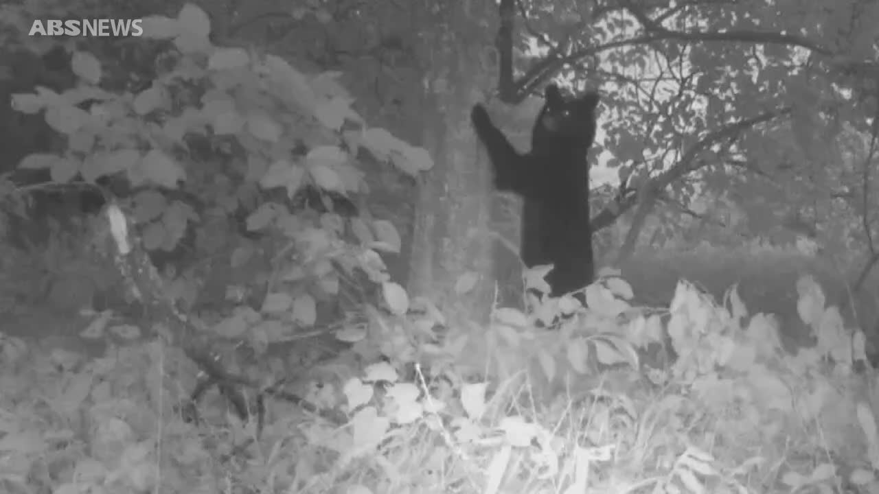 独自映像】集落のカキの木がクマのエサ場に…クマ同士が木の下で