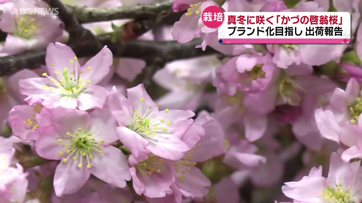 ”例年並みに良い品質”　かづの啓翁桜の出荷報告　